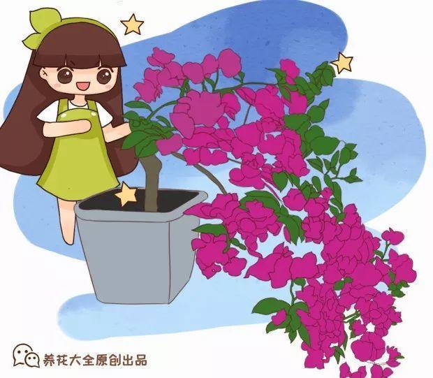 桂花不开花的解决方法
